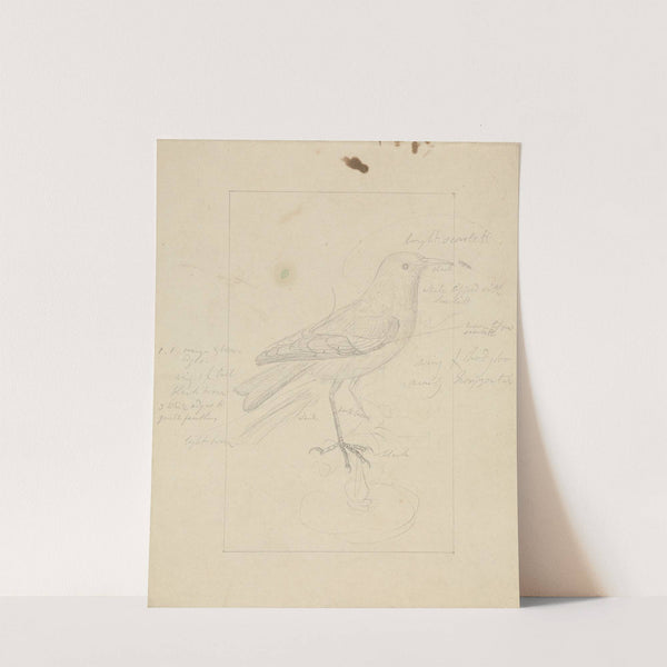 A Wren by James Sowerby