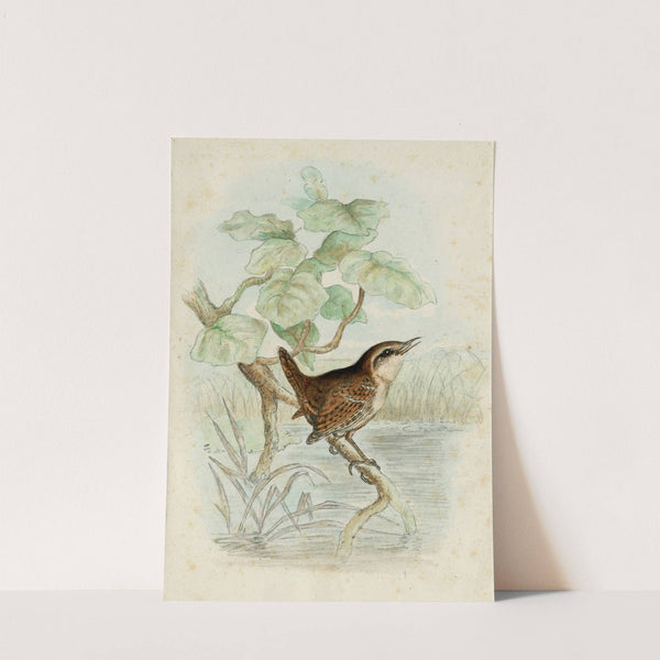 A wren on a branch above a pool by Floris Verster