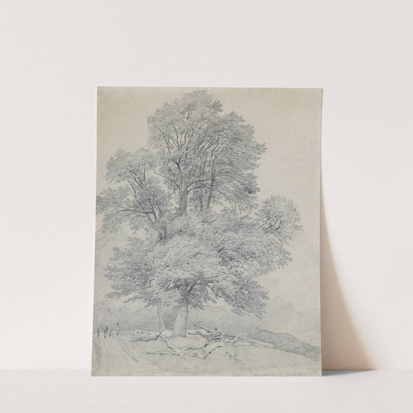 A Wych Elm at Hawley, Hampshire by William Mulready