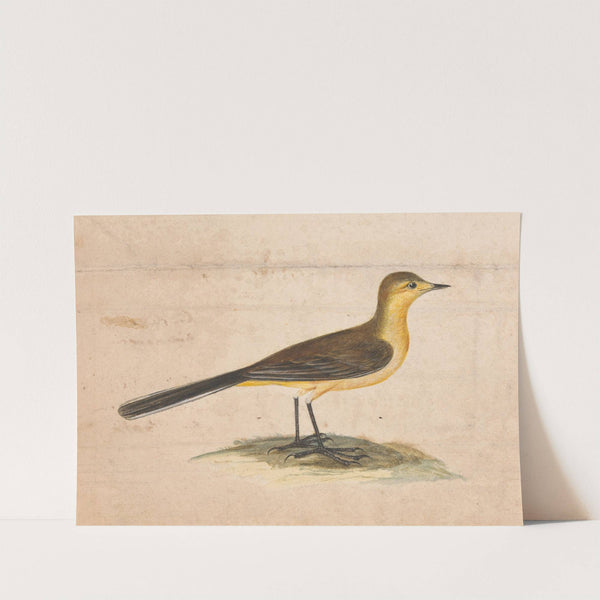 A Yellow Wagtail by Thomas Atwood