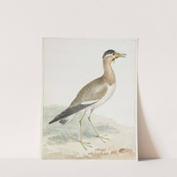 A Yellow-wattled Lapwing (1720 - 1792) by Aert Schouman