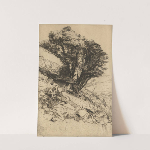 A Yew Tree on Glaramara by Charles Holyroyd