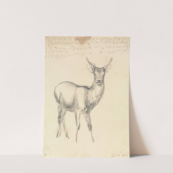 A Young Deer by Robert Hills