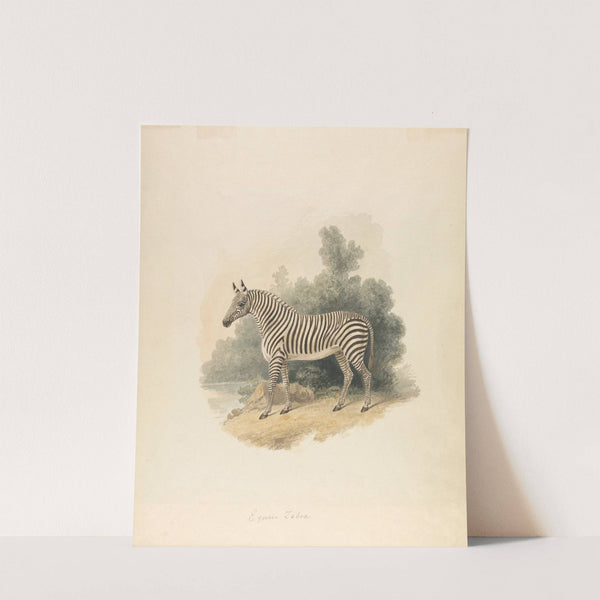 A Zebra by Samuel Howitt