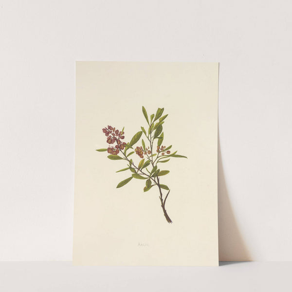 Aalii (1885) by Isabella McHutcheson Sinclair