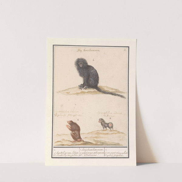 Aap en twee bavianen (Papio) 1. 2. hondskop van Libiën. 3. hondskop van indiën. 1. haij brasilianorum…. (1596-1610) by Anselmus Boëtius de Boodt