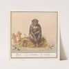 Aap (Primates) Aep. Simius. Singe (1596-1610) by Anselmus Boëtius de Boodt