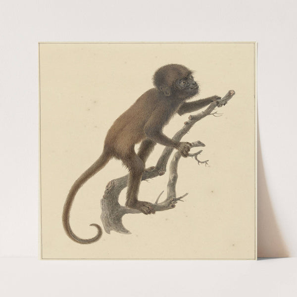 Aapje (1759 - 1842) by Pieter Pietersz. Barbiers