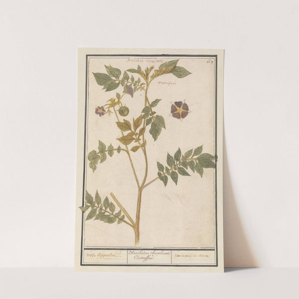 Aardappel (Solanum tuberosum) aerde appelen. Arachidna theophrasti Tartouffani. pommes de terre. (1596-1610) by Anselmus Boëtius de Boodt