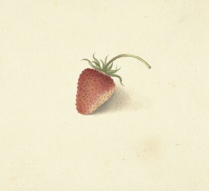 Aardbei — size preview