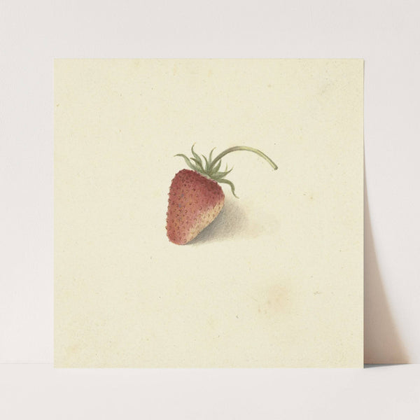 Aardbei by Elisabeth Geertruida van de Kasteele