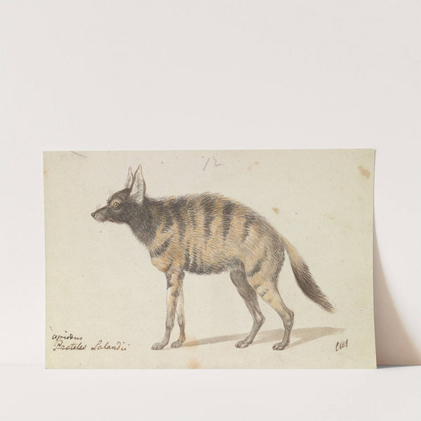 Aardwolf (1837) by Charles Hamilton Smith