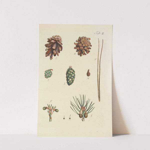 Abbildung der wilden Bäume, Stauden und Buschgewächse Pl.002 by Carl Christoph Oelhafen von Schöllenbach