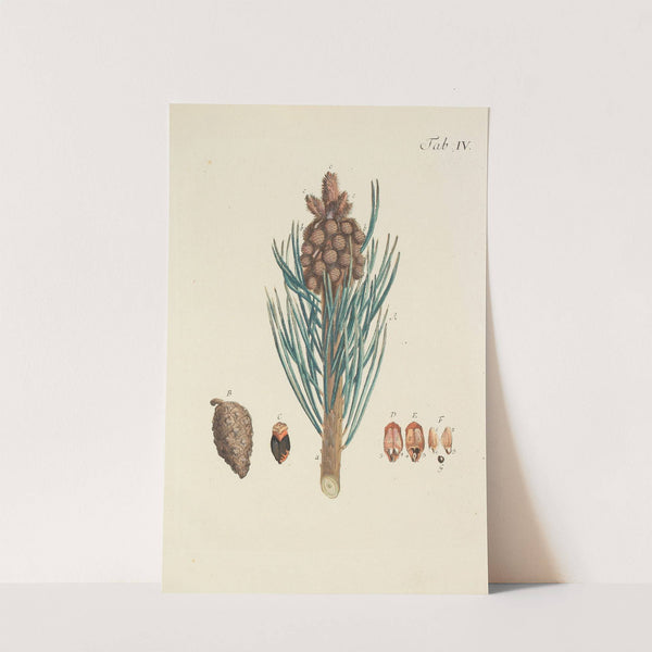 Abbildung der wilden Bäume, Stauden und Buschgewächse Pl.004 by Carl Christoph Oelhafen von Schöllenbach