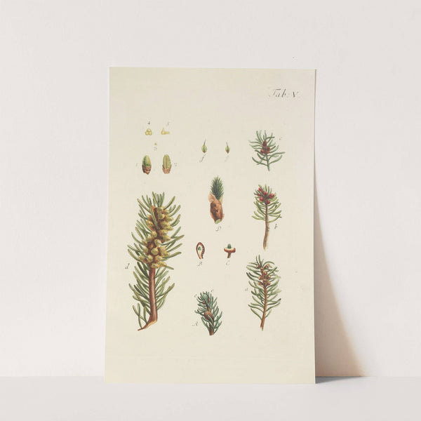 Abbildung der wilden Bäume, Stauden und Buschgewächse Pl.005 by Carl Christoph Oelhafen von Schöllenbach