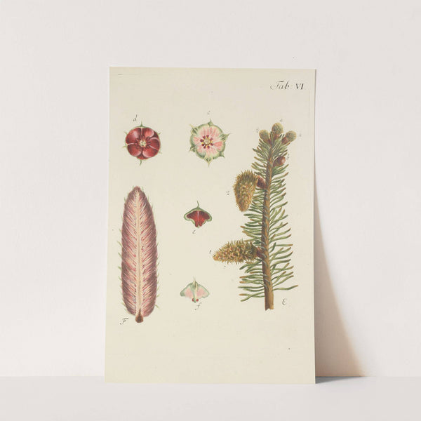 Abbildung der wilden Bäume, Stauden und Buschgewächse Pl.006 by Carl Christoph Oelhafen von Schöllenbach