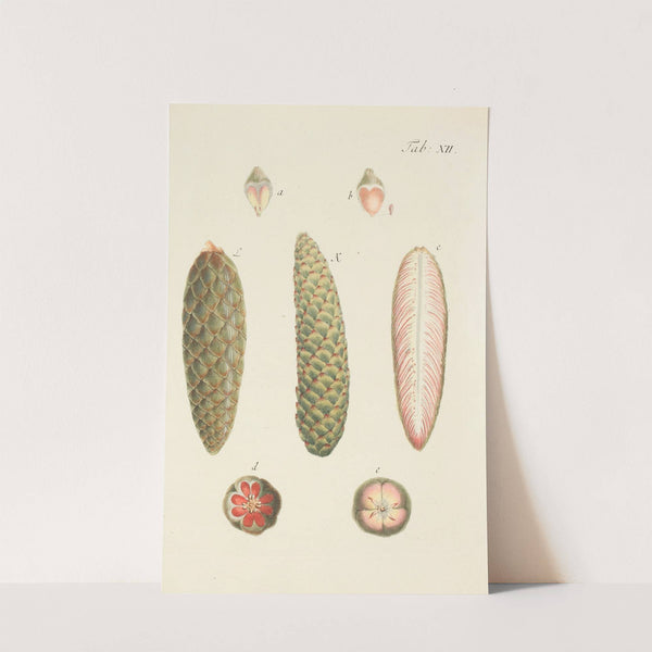 Abbildung der wilden Bäume, Stauden und Buschgewächse Pl.012 by Carl Christoph Oelhafen von Schöllenbach