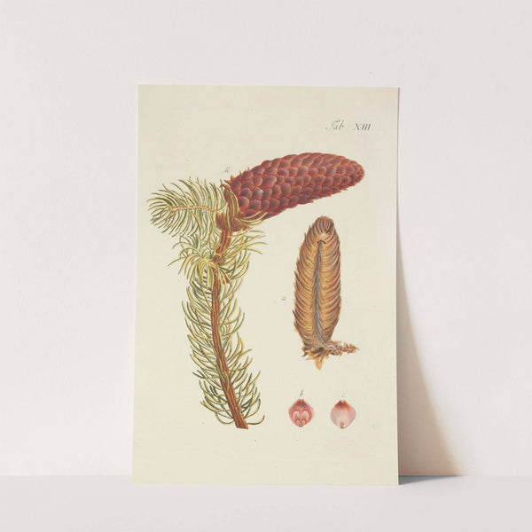 Abbildung der wilden Bäume, Stauden und Buschgewächse Pl.013 by Carl Christoph Oelhafen von Schöllenbach