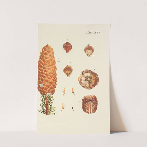 Abbildung der wilden Bäume, Stauden und Buschgewächse Pl.016 by Carl Christoph Oelhafen von Schöllenbach