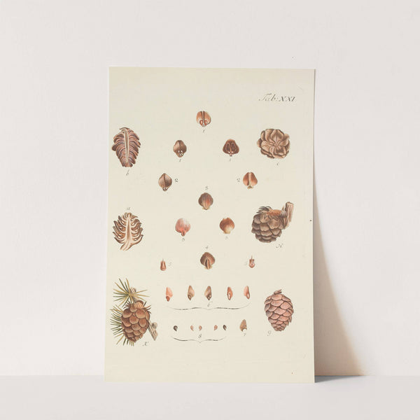 Abbildung der wilden Bäume, Stauden und Buschgewächse Pl.021 by Carl Christoph Oelhafen von Schöllenbach