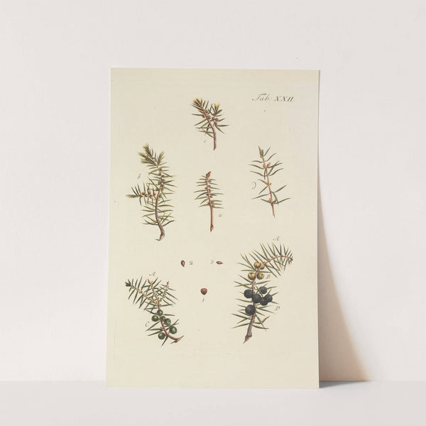 Abbildung der wilden Bäume, Stauden und Buschgewächse Pl.022 by Carl Christoph Oelhafen von Schöllenbach