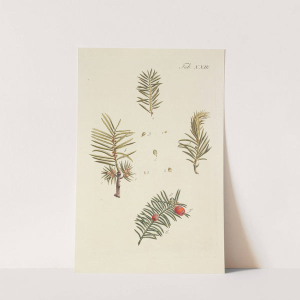 Abbildung der wilden Bäume, Stauden und Buschgewächse Pl.023 by Carl Christoph Oelhafen von Schöllenbach