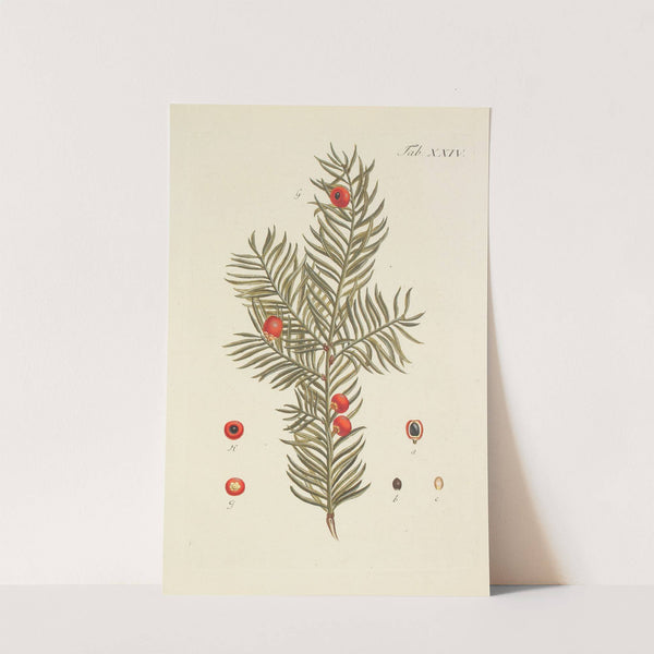 Abbildung der wilden Bäume, Stauden und Buschgewächse Pl.024 by Carl Christoph Oelhafen von Schöllenbach