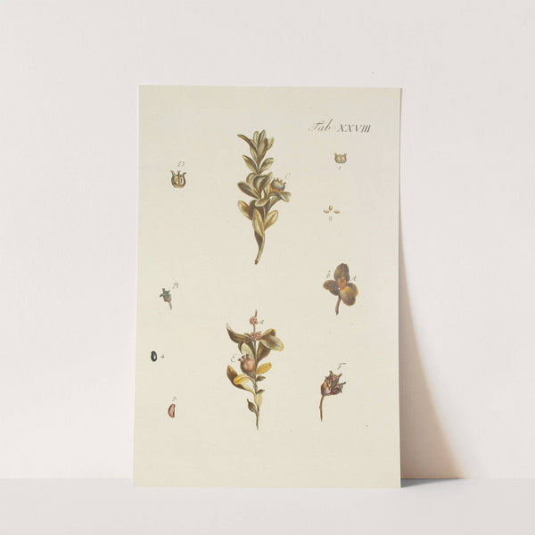 Abbildung der wilden Bäume, Stauden und Buschgewächse Pl.028 by Carl Christoph Oelhafen von Schöllenbach