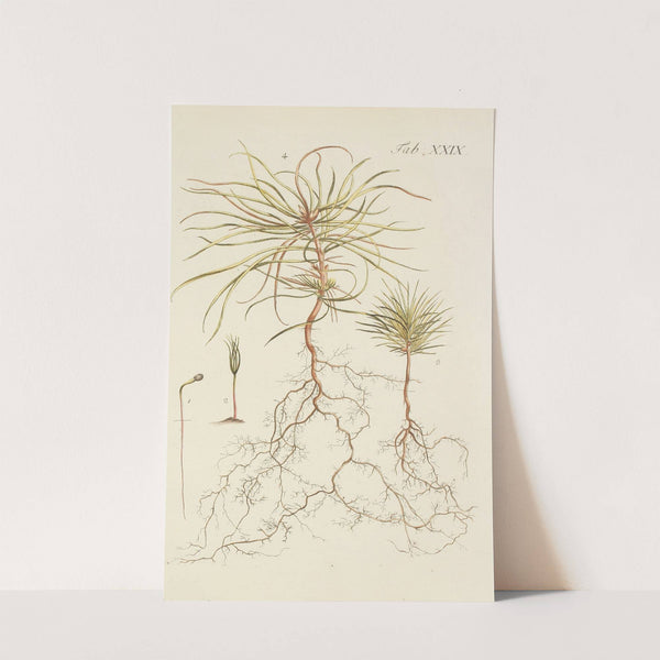 Abbildung der wilden Bäume, Stauden und Buschgewächse Pl.029 by Carl Christoph Oelhafen von Schöllenbach