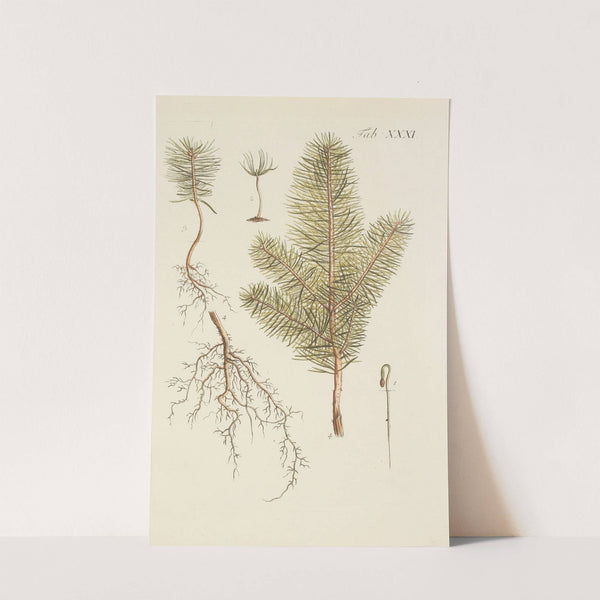 Abbildung der wilden Bäume, Stauden und Buschgewächse Pl.031 by Carl Christoph Oelhafen von Schöllenbach