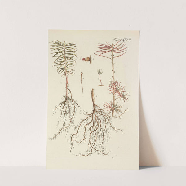 Abbildung der wilden Bäume, Stauden und Buschgewächse Pl.032 by Carl Christoph Oelhafen von Schöllenbach