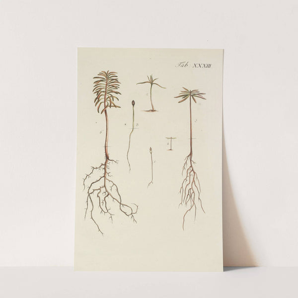 Abbildung der wilden Bäume, Stauden und Buschgewächse Pl.033 by Carl Christoph Oelhafen von Schöllenbach