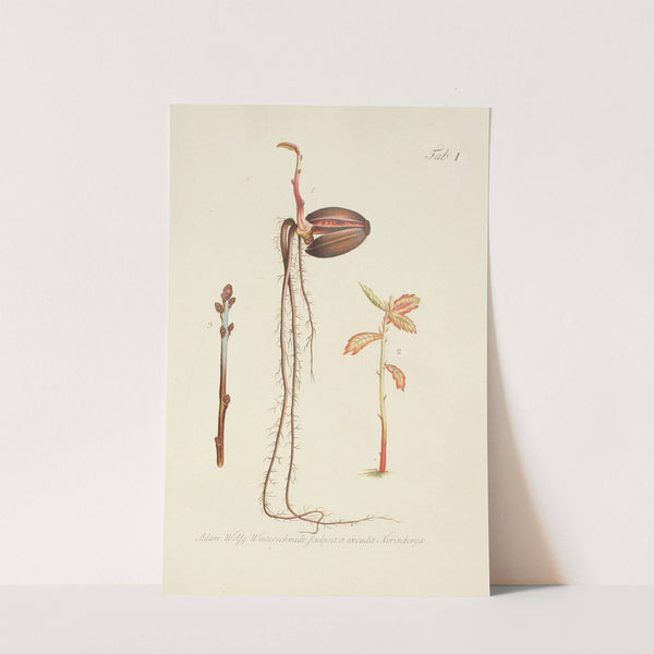 Abbildung der wilden Bäume, Stauden und Buschgewächse Pl.035 by Carl Christoph Oelhafen von Schöllenbach