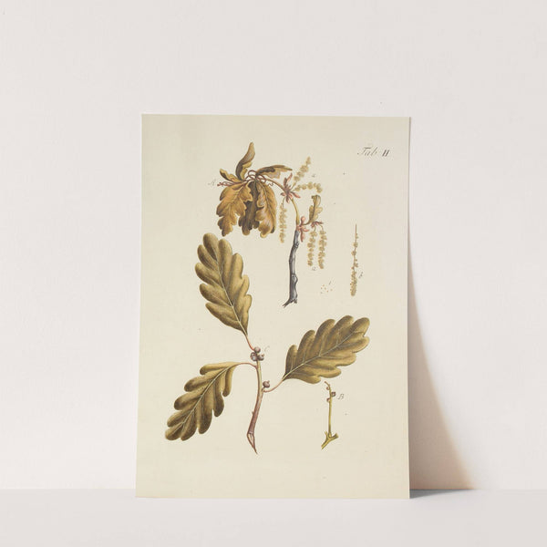 Abbildung der wilden Bäume, Stauden und Buschgewächse Pl.036 by Carl Christoph Oelhafen von Schöllenbach