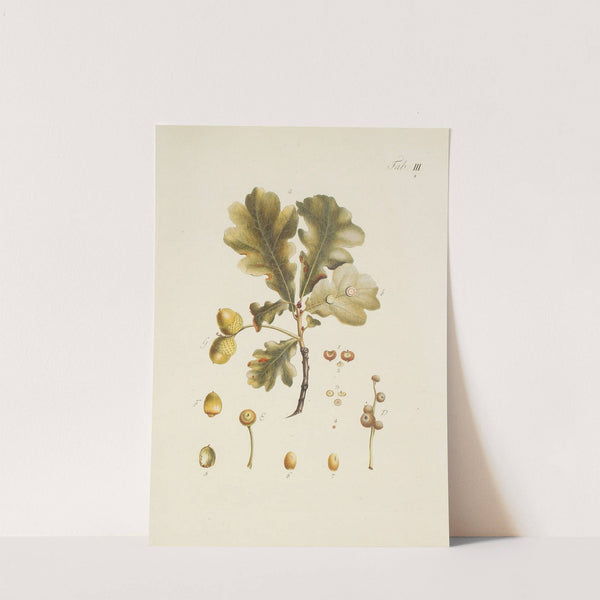 Abbildung der wilden Bäume, Stauden und Buschgewächse Pl.037 by Carl Christoph Oelhafen von Schöllenbach