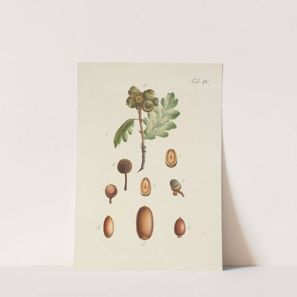 Abbildung der wilden Bäume, Stauden und Buschgewächse Pl.038 by Carl Christoph Oelhafen von Schöllenbach