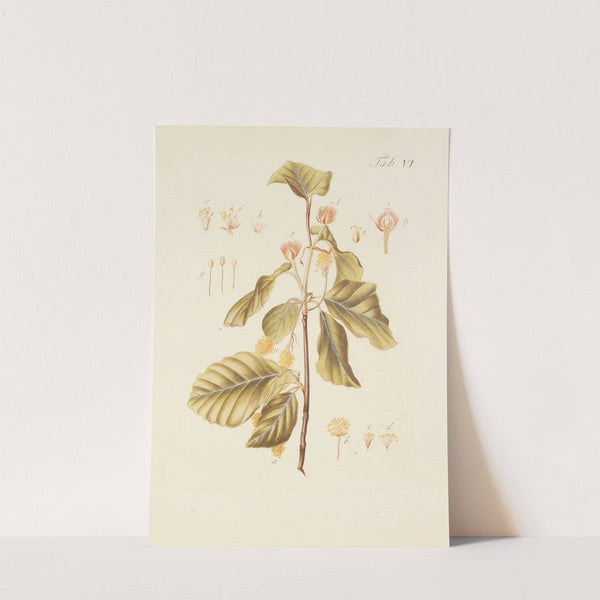 Abbildung der wilden Bäume, Stauden und Buschgewächse Pl.040 by Carl Christoph Oelhafen von Schöllenbach