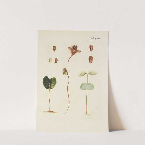 Abbildung der wilden Bäume, Stauden und Buschgewächse Pl.042 by Carl Christoph Oelhafen von Schöllenbach