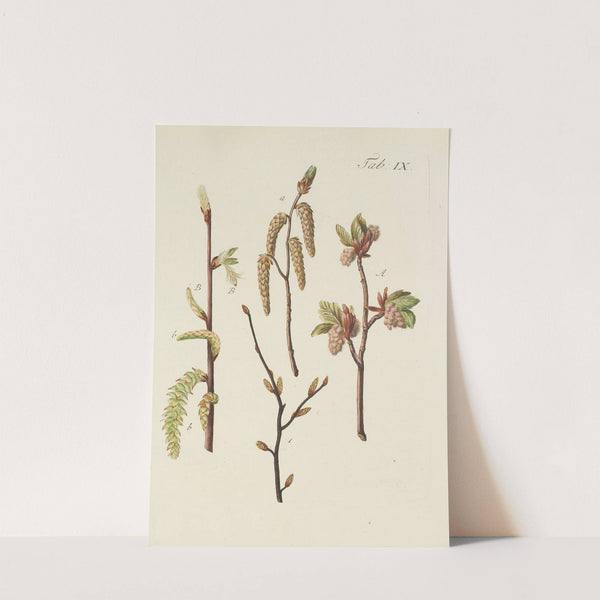 Abbildung der wilden Bäume, Stauden und Buschgewächse Pl.043 by Carl Christoph Oelhafen von Schöllenbach