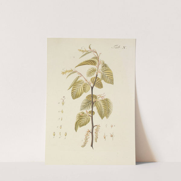 Abbildung der wilden Bäume, Stauden und Buschgewächse Pl.044 by Carl Christoph Oelhafen von Schöllenbach