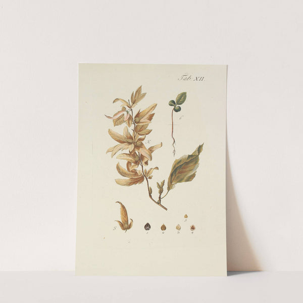 Abbildung der wilden Bäume, Stauden und Buschgewächse Pl.046 by Carl Christoph Oelhafen von Schöllenbach