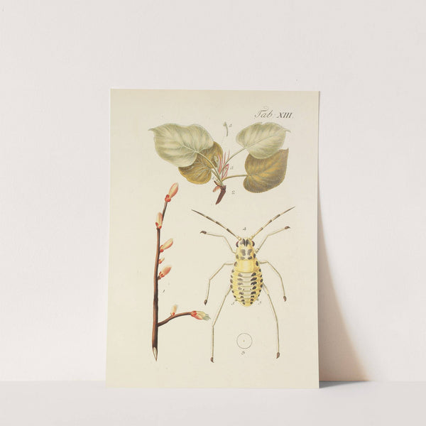 Abbildung der wilden Bäume, Stauden und Buschgewächse Pl.047 by Carl Christoph Oelhafen von Schöllenbach