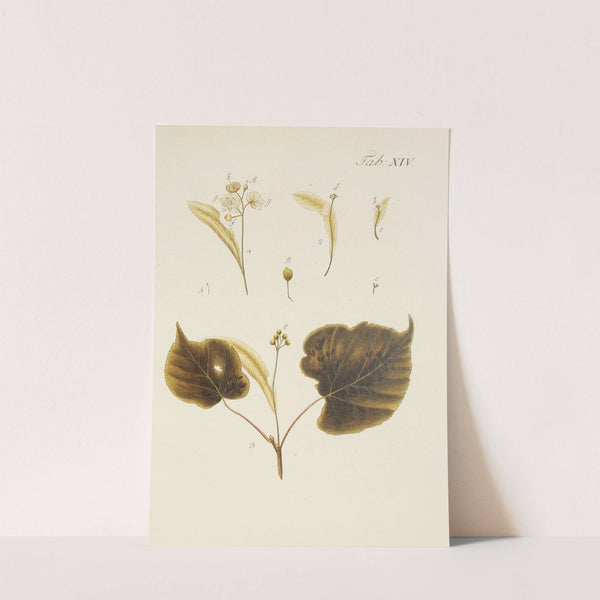 Abbildung der wilden Bäume, Stauden und Buschgewächse Pl.048 by Carl Christoph Oelhafen von Schöllenbach