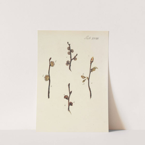 Abbildung der wilden Bäume, Stauden und Buschgewächse Pl.052 by Carl Christoph Oelhafen von Schöllenbach