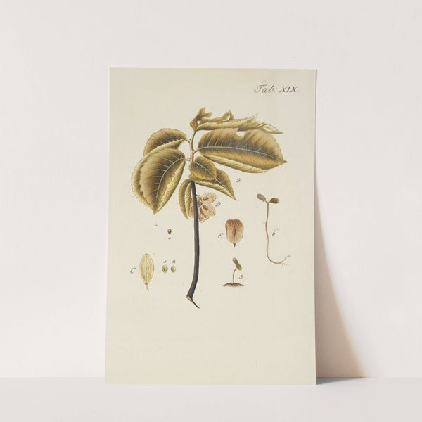 Abbildung der wilden Bäume, Stauden und Buschgewächse Pl.053 by Carl Christoph Oelhafen von Schöllenbach