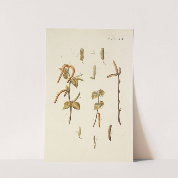 Abbildung der wilden Bäume, Stauden und Buschgewächse Pl.054 by Carl Christoph Oelhafen von Schöllenbach