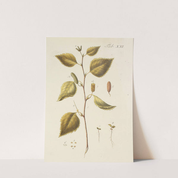 Abbildung der wilden Bäume, Stauden und Buschgewächse Pl.055 by Carl Christoph Oelhafen von Schöllenbach