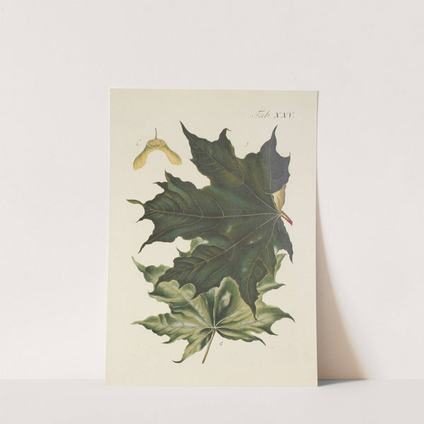 Abbildung der wilden Bäume, Stauden und Buschgewächse Pl.059 by Carl Christoph Oelhafen von Schöllenbach