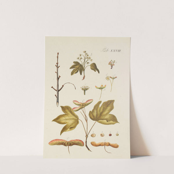 Abbildung der wilden Bäume, Stauden und Buschgewächse Pl.062 by Carl Christoph Oelhafen von Schöllenbach