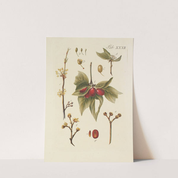 Abbildung der wilden Bäume, Stauden und Buschgewächse Pl.066 by Carl Christoph Oelhafen von Schöllenbach